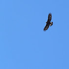 Golden Eagle