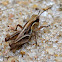 Grasshoper Nymph