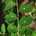 Phyllanthus sp