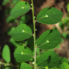 Phyllanthus sp