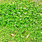 Clover