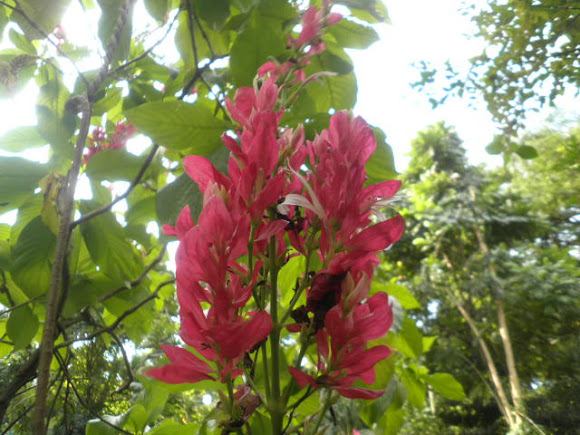 Spotting Image 1