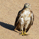 Red-tailed Hawk