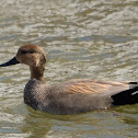 Gadwall