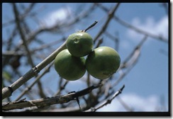 vangueria floribunda - fruit