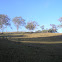 Arboles