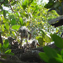 baby yellow crowned knight herons