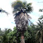Palmera excelsa, Chinese Windmill Palm