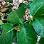 Ladybug