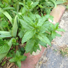 Peppermint
