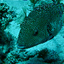 Map Puffer