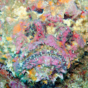 Reef Stonefish