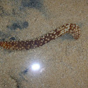 Sea Cucumber