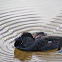 Musk Duck