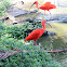 Scarlet Ibis