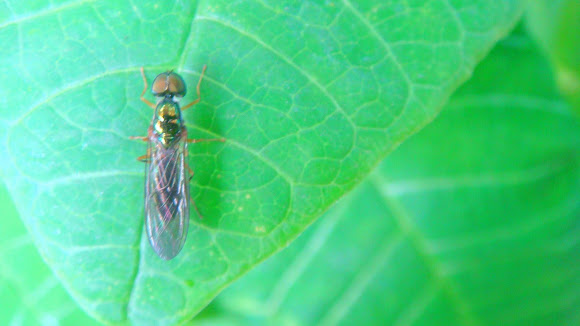 Spotting Image 1