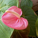 Flamingo Lily