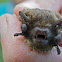 Microbat