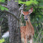 White-tailed Deer