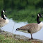 Canada goose