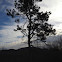 Red pine