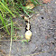 Banana slug