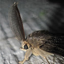 Gypsy Moth (Male)