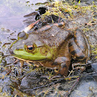 Bullfrogs