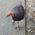 turkey