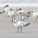 Royal Tern