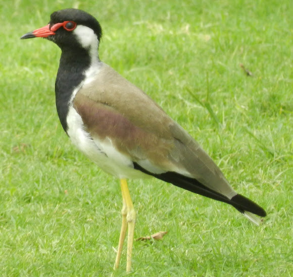 Spotting Image 1
