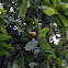 Cacau / Cocoa