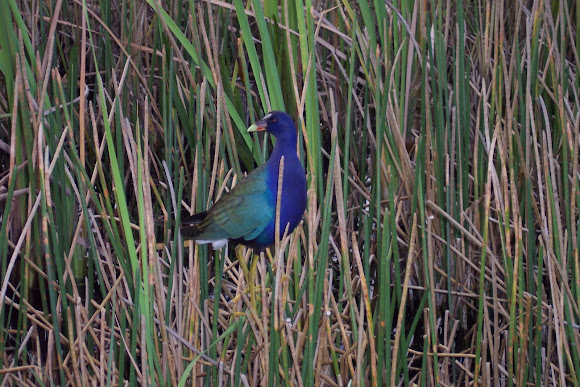Spotting Image 1