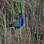 American Purple Gallinule