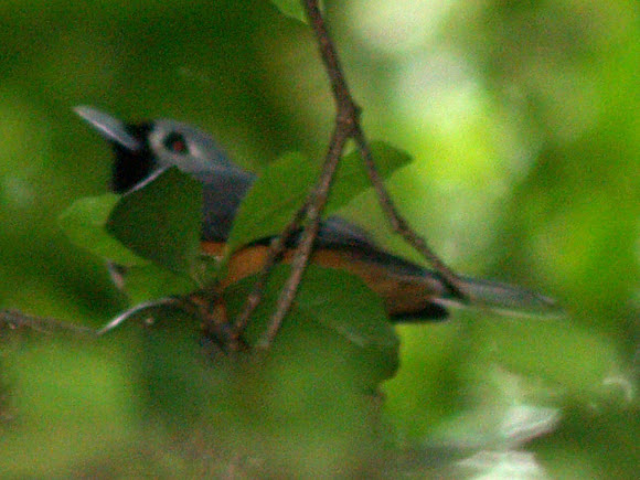 Spotting Image 1