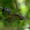 Black-faced Monarch