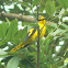 Orange Minivet