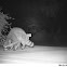 Racoon