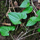 Black Bryony, nueza negra