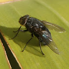Mosca negra, moscarda