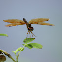 Eastern Amberwing
