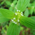 False Buttonweed