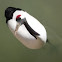 Japanese Crane or Red-crowned Crane