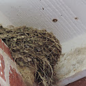 Barn Swallow Nest