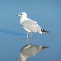 Sea Gull