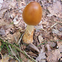 Tawny Grisette