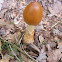 Tawny Grisette