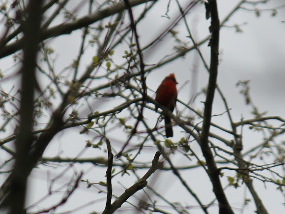 Spotting Image 1
