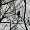 Northern Cardinal