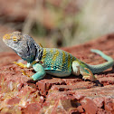 Eastern Collard Lizard